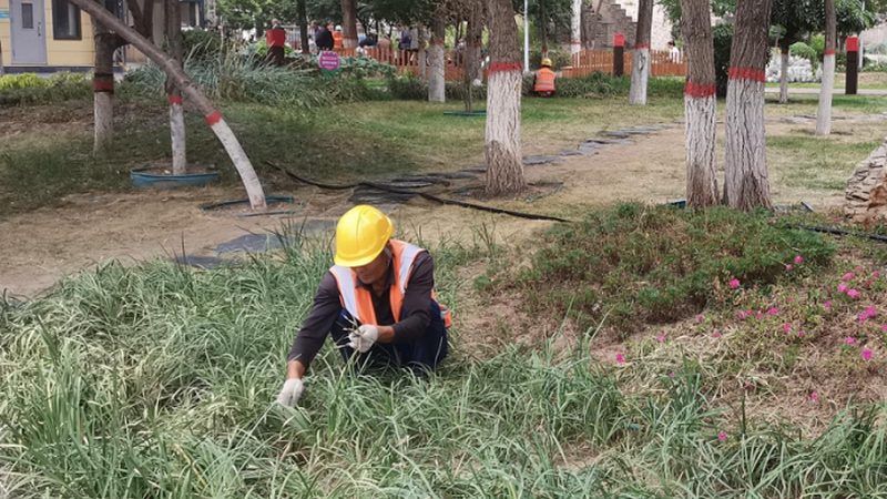 小区绿化草坪价格之谜：揭秘一平方成本构成**